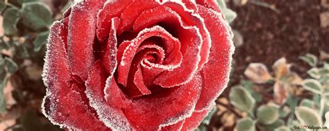 Frozen rose 4K wallpaper download