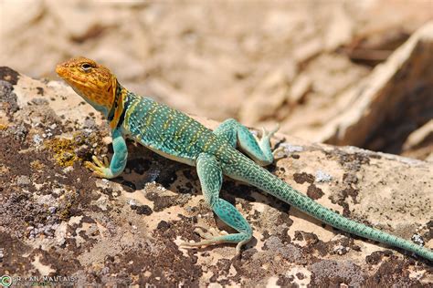 Eastern Collared Lizard Male, Colorado