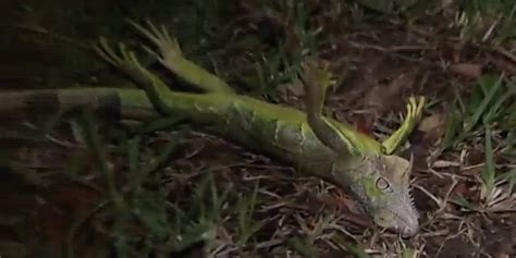 Why Frozen Iguanas Are Falling From Trees in Florida