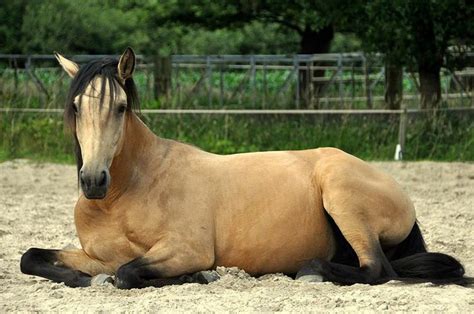 Buckskin horse, Horses, Foals