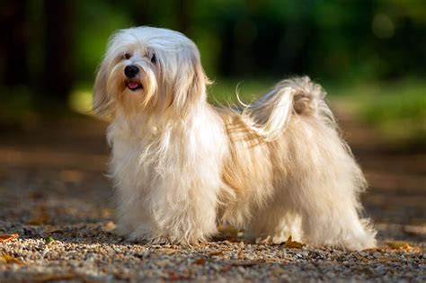 Top 10 Long Haired Dog Breeds in the World 2019 - Dogmal.com