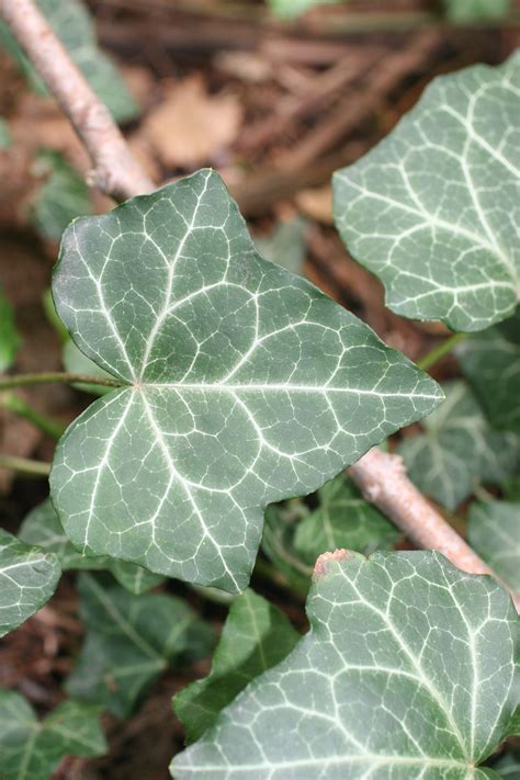 English ivy – Hedera helix - Plant & Pest Diagnostics