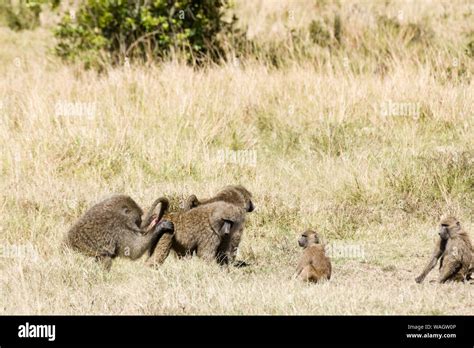 Olive Baboon (Papio cyanocephalus) is a large terrestrial monkey found ...