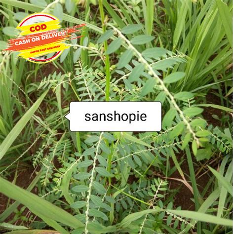 Jual Daun Meniran Segar Per 250 Gram | Shopee Indonesia