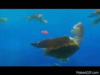 Finding Nemo - Fin, Noggin', Duuude! on Make a GIF