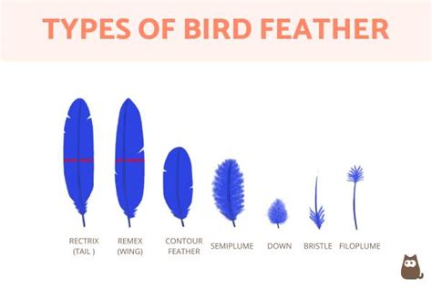 Types of Feathers on a Bird - Bird Feather Types, Parts and Anatomy