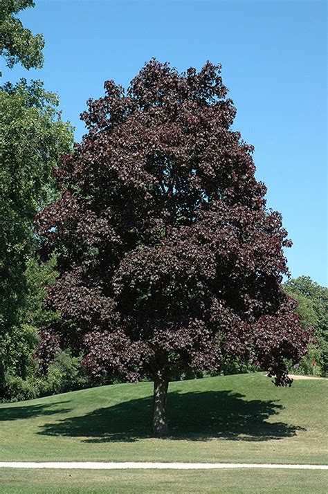 Crimson King Norway Maple (Acer platanoides 'Crimson King') in Edmonton ...