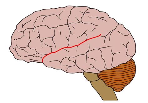 Sylvian fissure - definition — Neuroscientifically Challenged