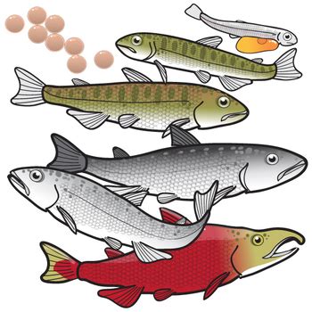 Sockeye Salmon Life Cycle Clip Art Set by Studio Devanna | TpT