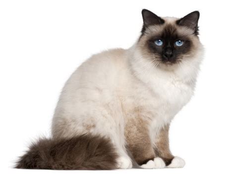 Siamese vs Birman - Breed Comparison | Petzlover