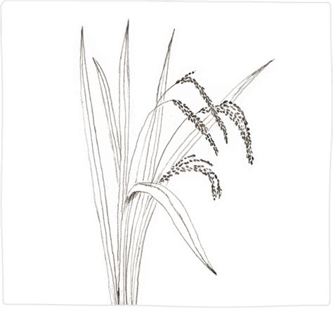 Rice Plant Drawing at PaintingValley.com | Explore collection of Rice Plant Drawing