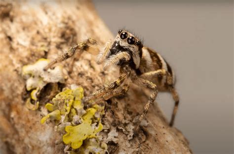 Zebra Spider: Habitat, Diet, Reproduction & Facts