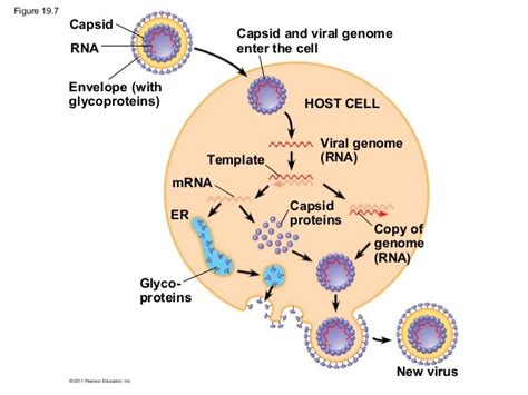 How Does A Virus Acquire An Envelope