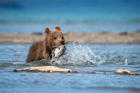 A brown bear family hunts for a hearty meal - CGTN