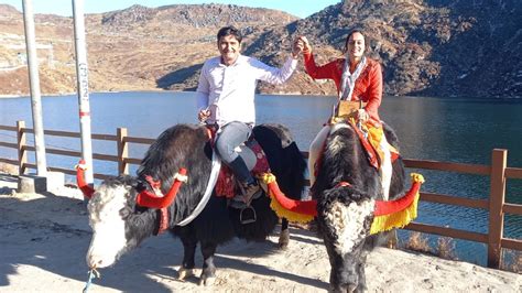 Golden Vacation - Guest from Patna Enjoying Yak Ride in Tsomgo Lake, Book Honeymmon Package for ...