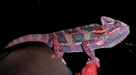 PURPLE 7 MONTH OLD MALE VEILED CHAMELEON - Reptiles Photo (33872827) - Fanpop
