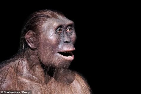 Ancient human ancestor 'Lucy' was less intelligent than an ape - WSTale.com