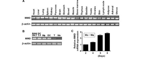 MMD expression is up-regulated upon monocyte differentiation. a Total ...