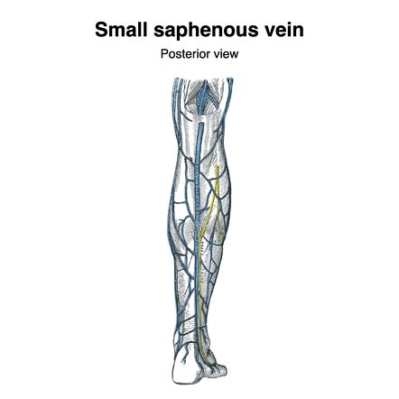 Great Saphenous Vein