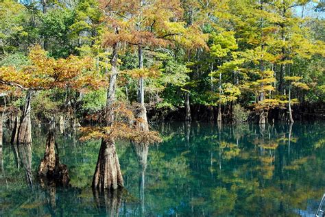 Morrison Springs – Florida Hikes