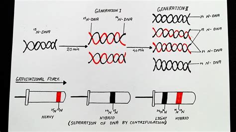 Semiconservative Replication Diagram