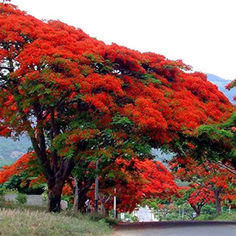 Royal Poinciana Tree delonix Regia Packet of 3 Seeds Palm Beach Seed Company - Etsy