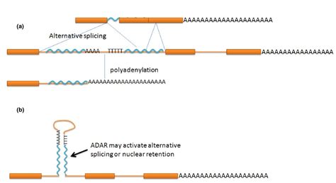 Alu elements: know the SINEs | Genome Biology | Full Text