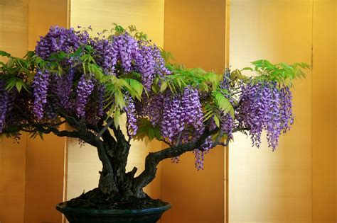 Wisteria Bonsai Tree Care Guide (Wisteria sp.) | Bonsai Tree Gardener