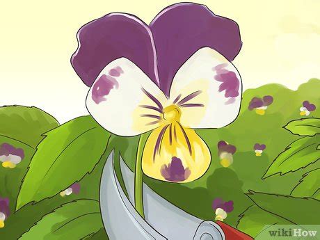 How to Harvest Heartsease: 10 Steps (with Pictures) - wikiHow Life