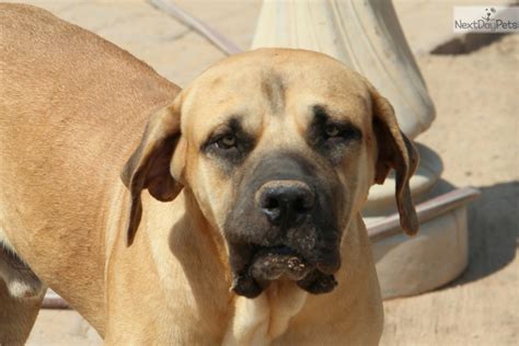 American Bandogge Mastiff Puppies for Sale from Reputable Dog Breeders