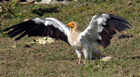 Egyptian Vulture Facts, Habitat, Behavior, Diet, Pictures