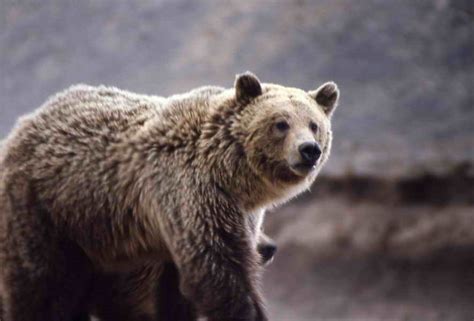 Bears in The Wild - Big Wild Adventures