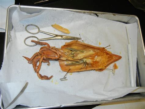 Squid Dissection | The Biology Corner