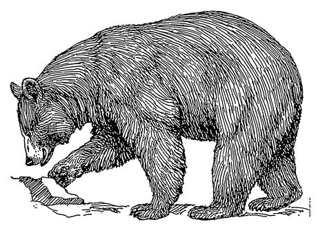 black bear line art - Clip Art Library