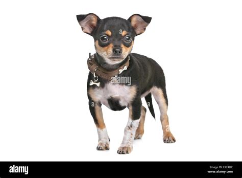 Black and Tan Chihuahua Stock Photo - Alamy