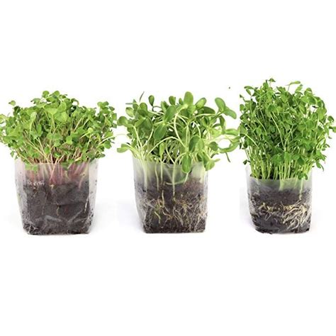 Window Garden Microgreens Grow Kit - Assorted Microgreen Seeds, Indoor Starter Growing Kit ...