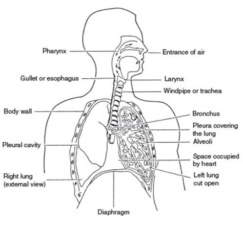 Labeled Diagram Respiratory System