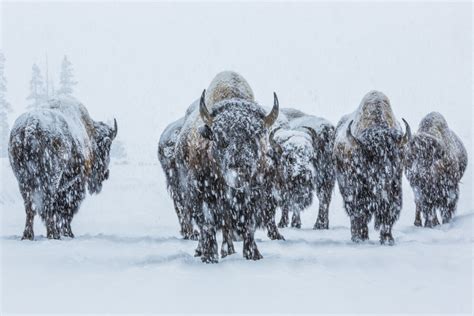 Bison in Yellowstone