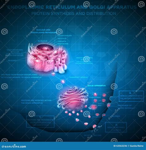 Endoplasmic Reticulum and Golgi Apparatus Stock Vector - Illustration of eukaryotic, drawing ...