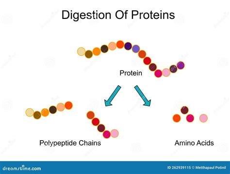 Digestion Of Protein Vector Protein Polypeptide Chains Amino Acid ...