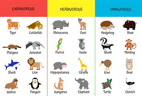 Carnivores Herbivores Omnivores Animals By Category Educational Card For Children Zoology For ...