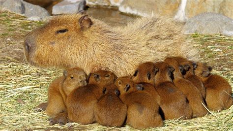 11匹の仔カピバラが誕生！伊豆アニマルキングダム ( 11 baby capybaras were born in Izu Animal Kingdom ) - YouTube