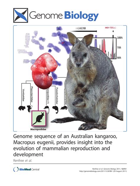 Genome sequence of an Australian kangaroo, Macropus eugenii, provides insight into the evolution ...