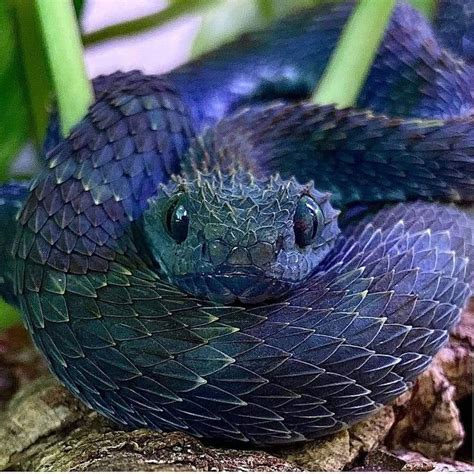 Bush Viper | Cute reptiles, Pretty animals, Cute animals