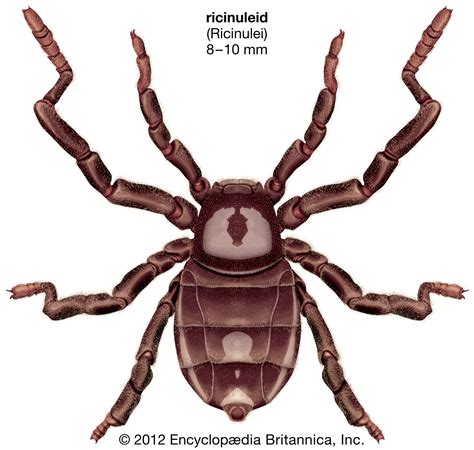 Arachnid | Definition, Facts, & Examples | Britannica