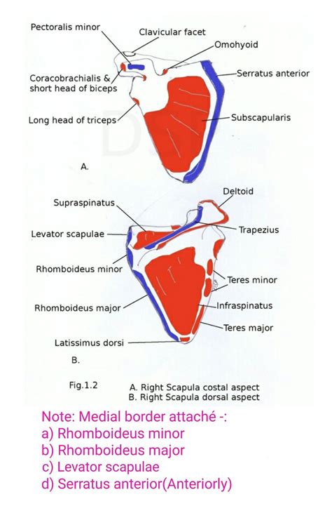 Muscles attached to scapula... ( Note: Pectoralis "major" has no ...