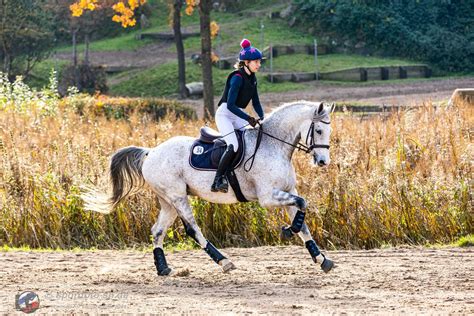 Look at my showjumper that I'm slowly turning into an eventer😍 : r/Equestrian