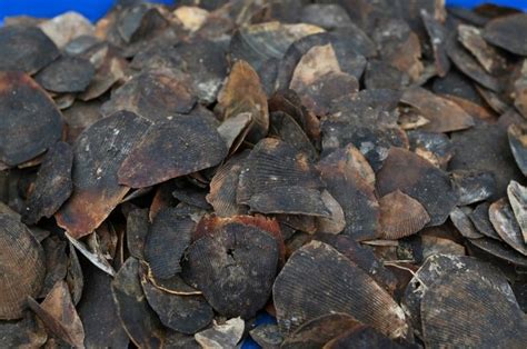 Tons of Illegal Pangolin Scales Seized in China Almost 2 Years After ...