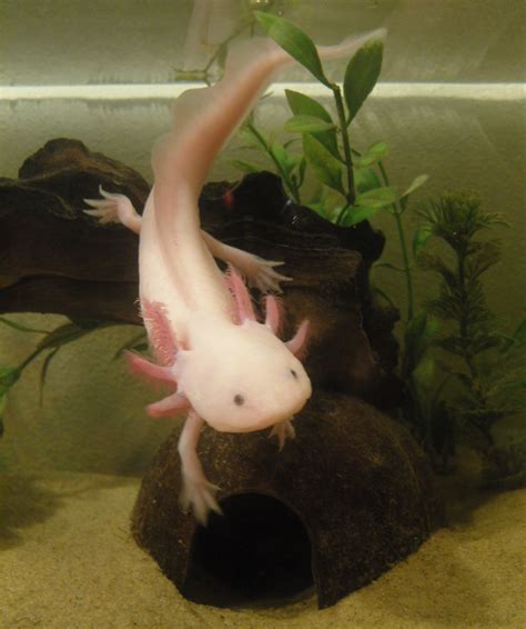 Meet the Fascinating Axolotl