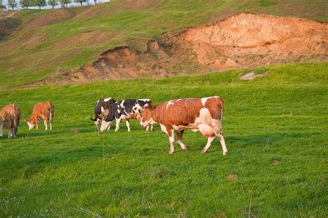 Cows feeding on grass stock image. Image of agriculture - 14140537